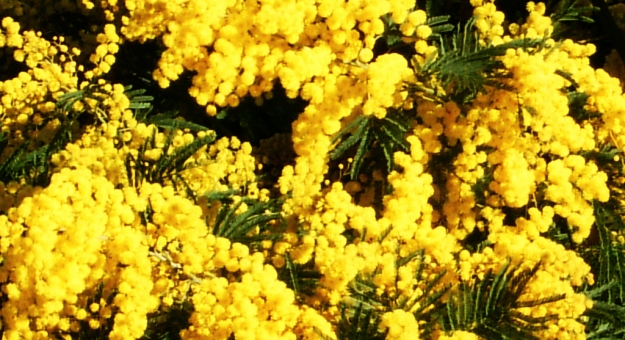 Slika /Vijesti/2014/mimoze 2.jpg